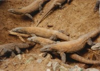 Komodo Dragons on Komodo Islands, Indonesia